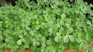 السادات يسعى لحل أزمة الحلبة.. ويطالب شرف بالتدخل