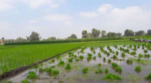 السادات يفتح ملف التعديات على الأرض الزراعية