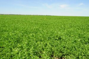 السادات: قرار تخصيص أراضي الطرق الجديدة للجيش غير مفهوم