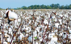 السادات يطالب بتشديد الرقابة علي بيع منتجات القطن المصري